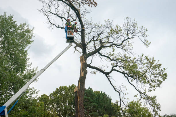 Best Leaf Removal  in Southern Gateway, VA