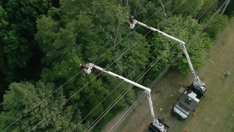 How Our Tree Care Process Works  in Southern Gateway, VA