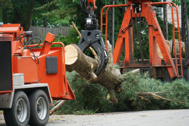 Best Tree Disease Treatment  in Southern Gateway, VA